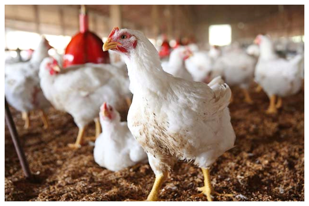 Chicken and vegetable prices continue to increase