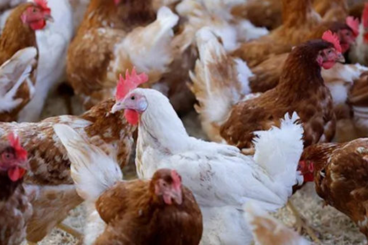 Highly pathogenic bird flu detected on fourth Australian poultry farm