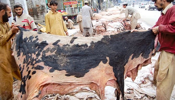Sindh Home Dept issues rules, regulations for sacrificial hides' collection