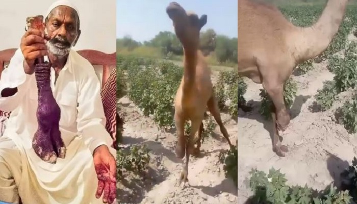 Accused involved chopping off of camel's leg in Sanghar granted bail