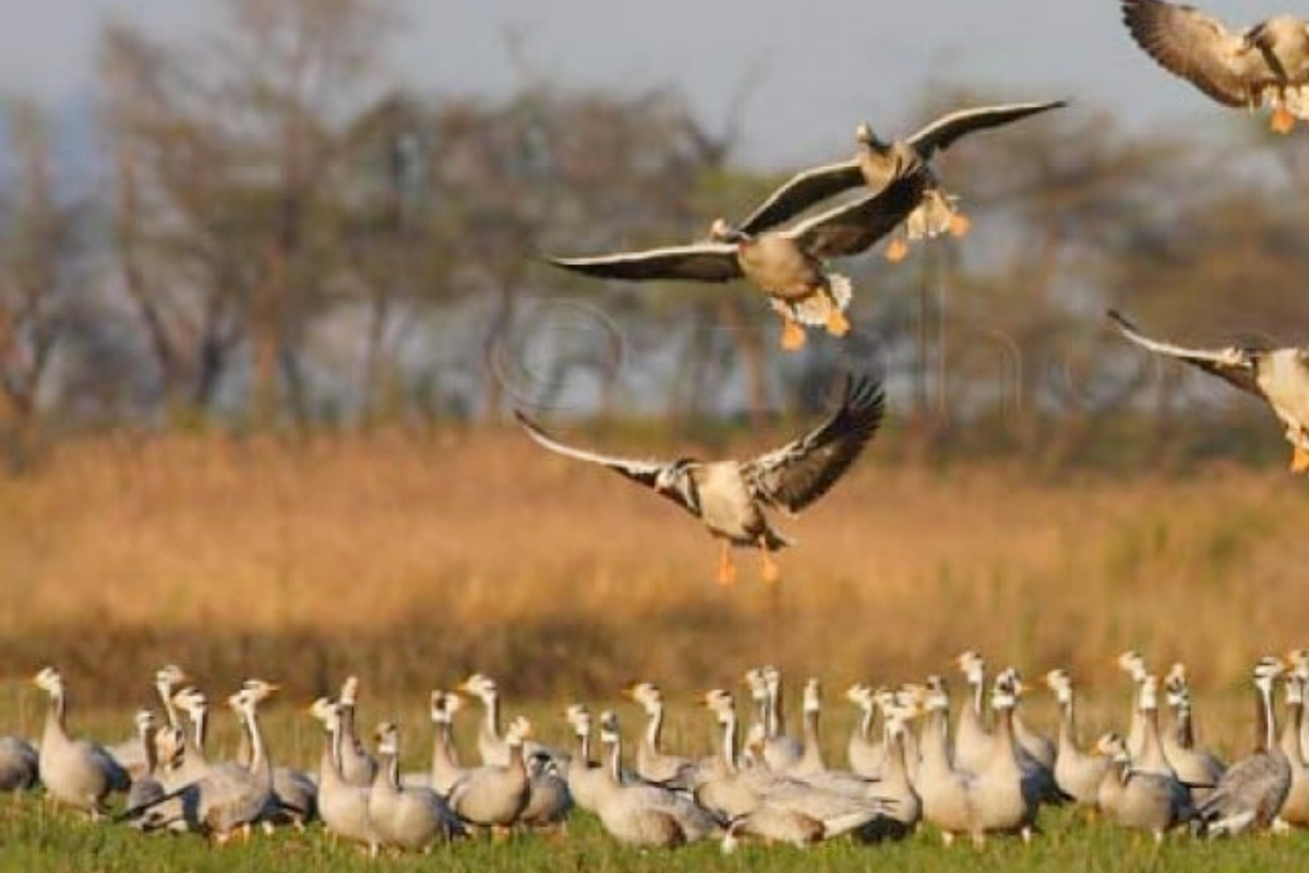 migratory birds