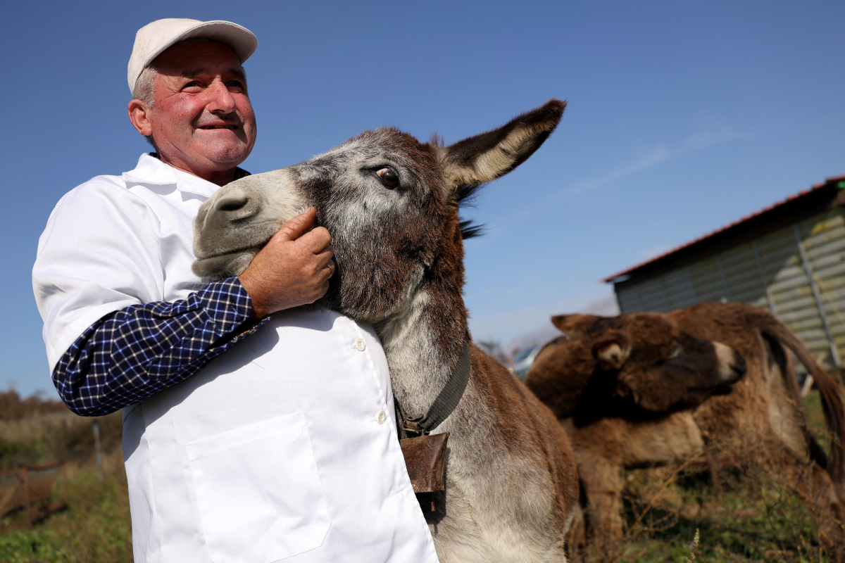 Donkey milk