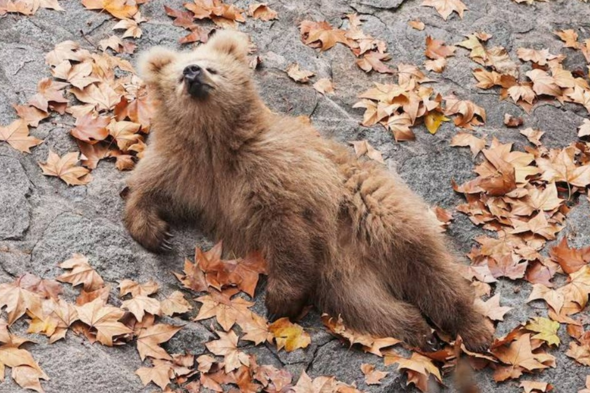 Junjun bear