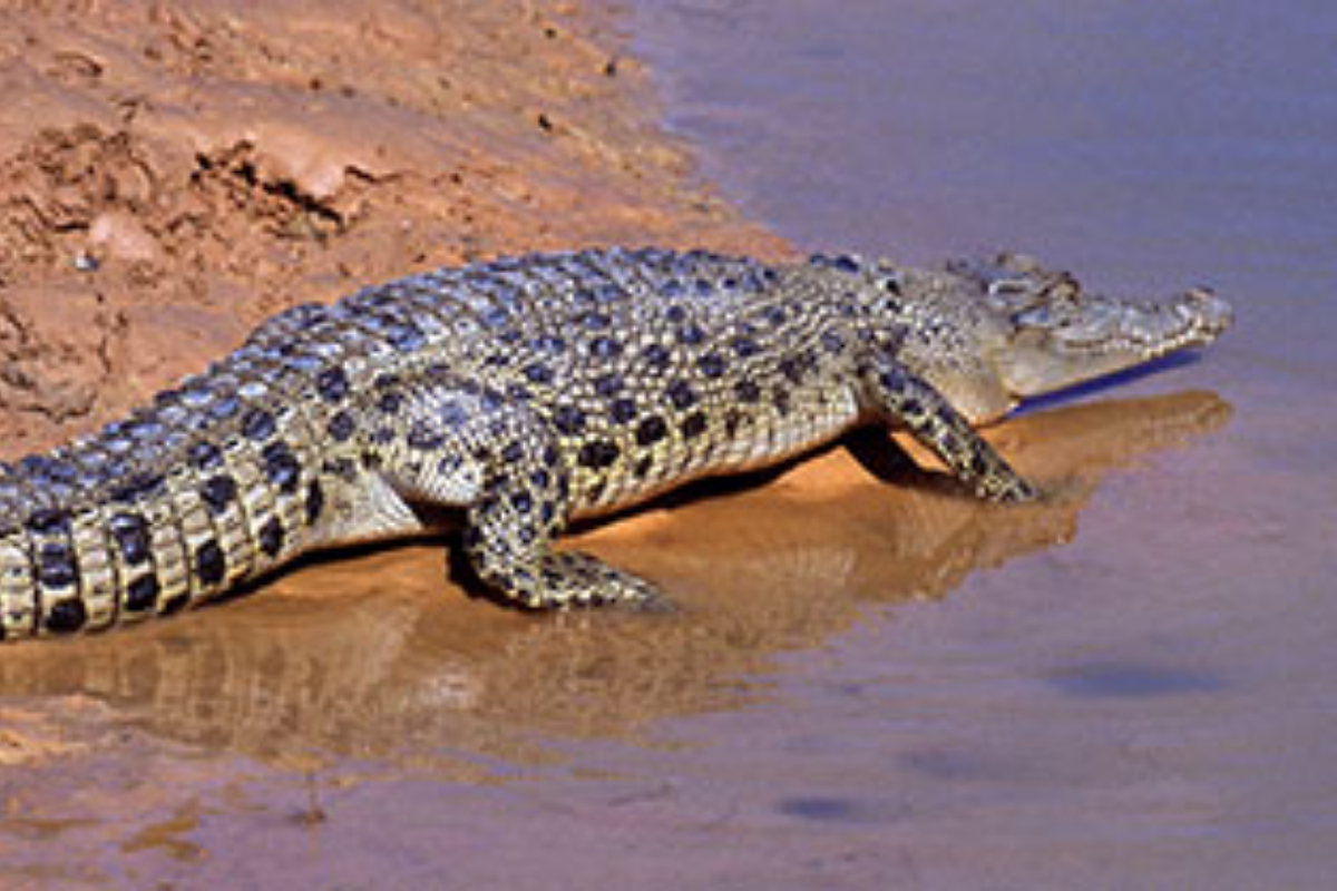 Crocodile takes life of woman