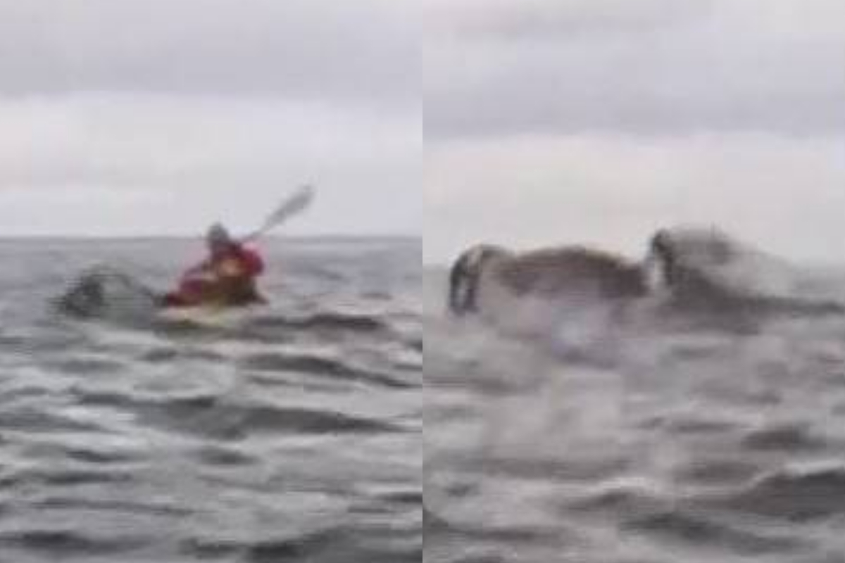 Whale swallows kayaker