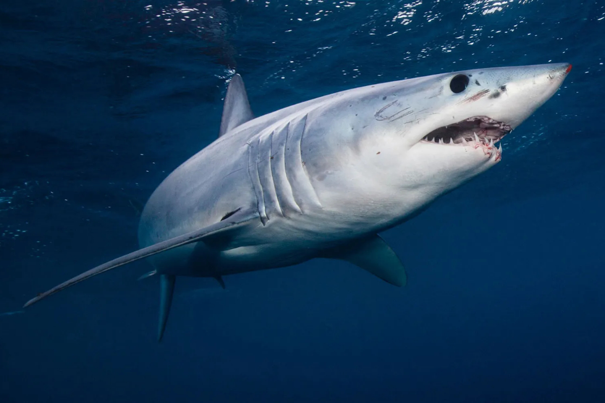 shark attack