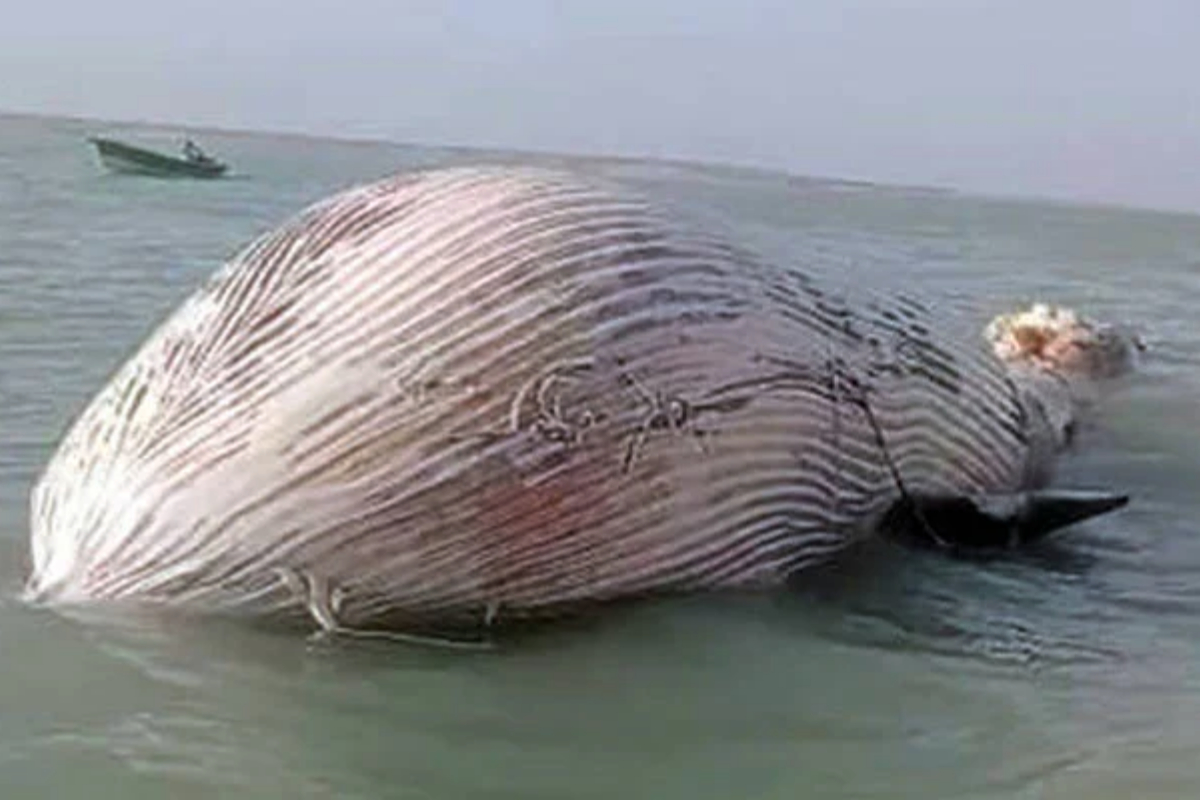 Blue whale