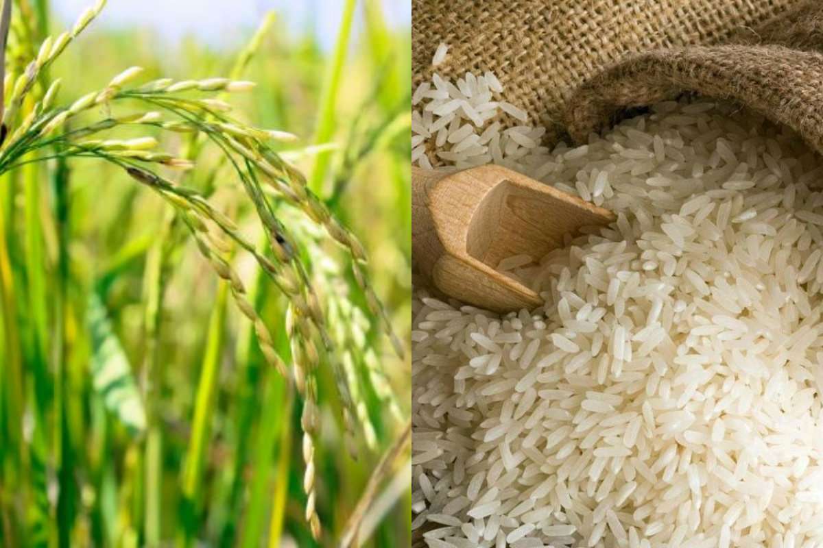 New Hybrid rice developed in Pakistan to boost Yields upto 3x, A milestone for farmers