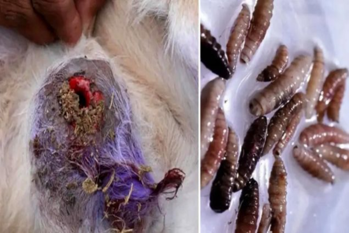 First Case of Flesh-Eating Parasite Reported in US