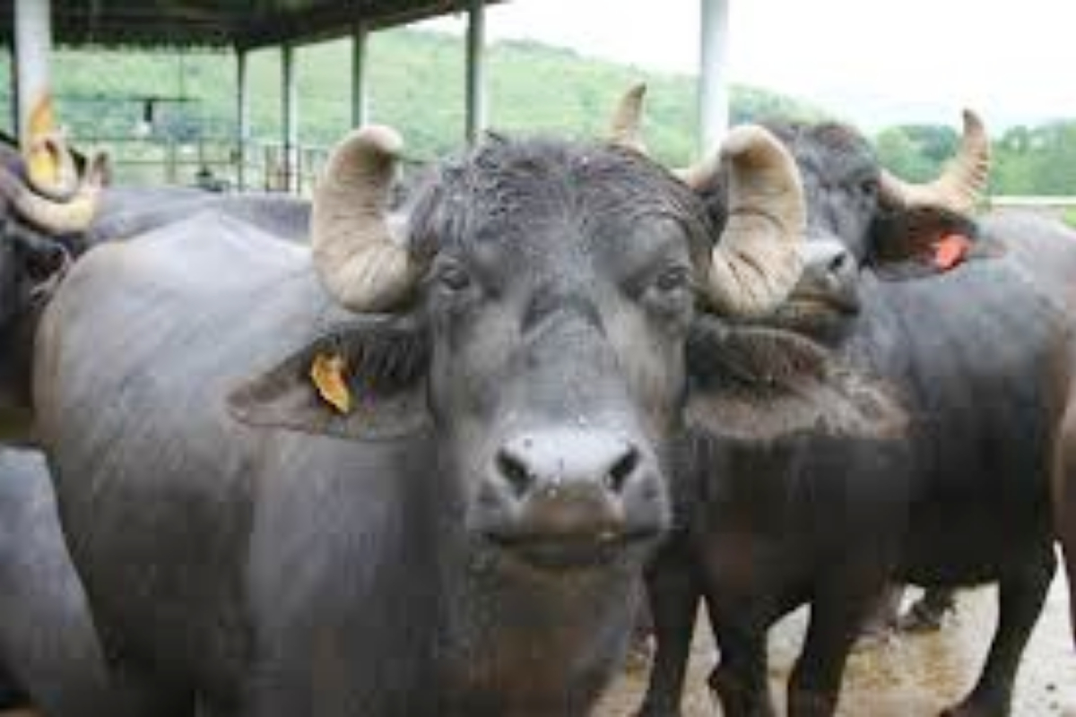 Buffalo