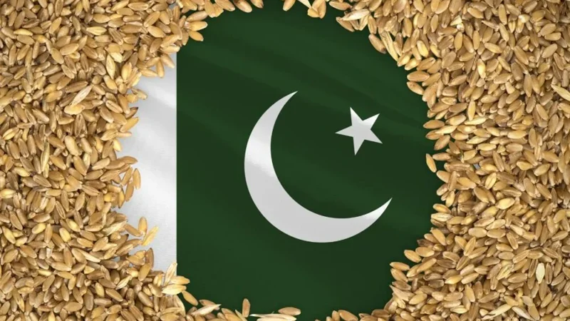 wheat