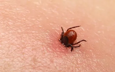 Quetta reports first Congo virus death of 2025, cases rise to 41 in Balochistan