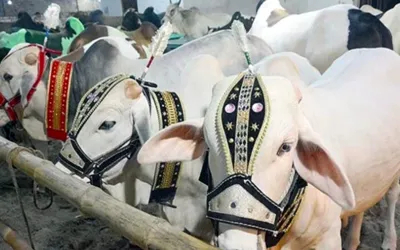 Sacrificial animals draw crowd’s attention at Cattle Market