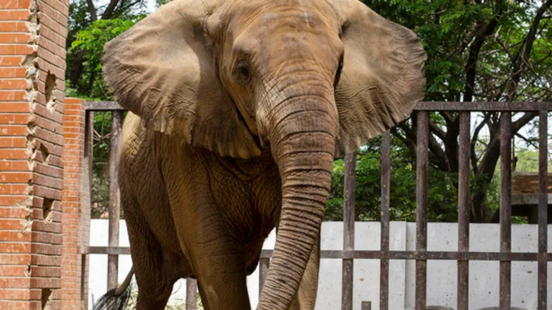 Sri Lankan veterinary team arrive in Karachi to asses elephantsarachi to asses female elephants