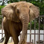 Sri Lankan veterinary team arrive in Karachi to asses elephants