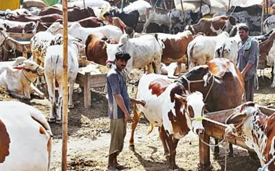 Eid-ul-Adha 2025 cattle market locations announced- Check here