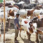 Eid-ul-Adha 2025 cattle market locations announced- Check here