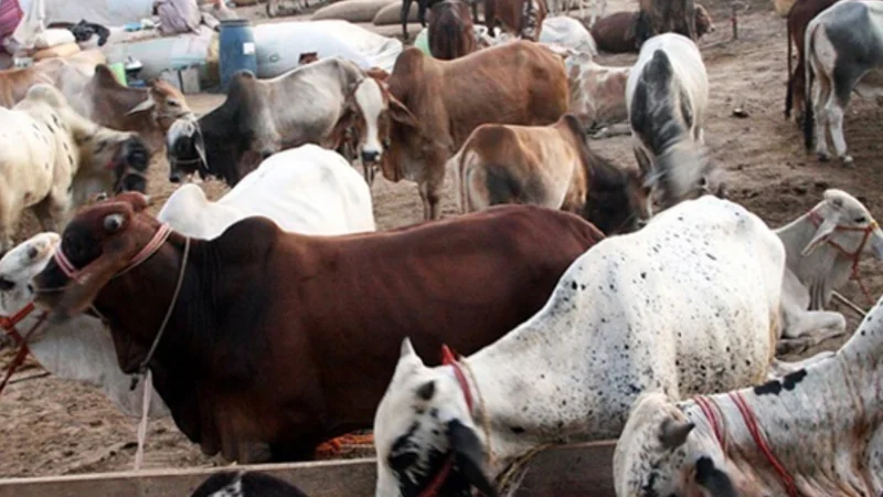 Sindh issues code of conduct for Eid ul Azha hides collection