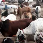 Sindh issues code of conduct for Eid ul Azha hides collection