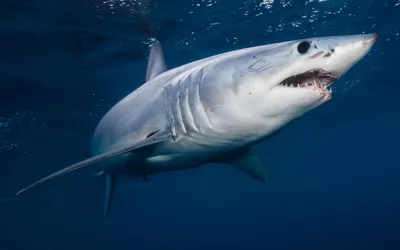 Canadian tourist loses both hands in shark attack while taking photos