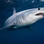 Canadian tourist loses both hands in shark attack while taking photos