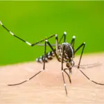 NIH issues health advisory for the prevention of dengue fever