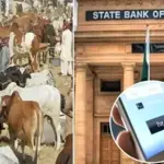 State Bank’s ‘Go Cashless’ effort drives 7-fold surge in Eid cattle market transactions