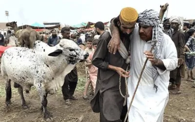 Eid-ul-Adha 2024: Butchers Reveal Animal Qurbani Rates
