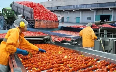 Chinese center, Pakistani firm sign MoU for industrial tomato varieties