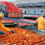 Chinese center, Pakistani firm sign MoU for industrial tomato varieties