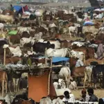 Eid-ul-Adha 2024: Karachi Sees Major Drop in Cow Mandi Rates