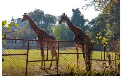 Lahore Zoo Welcomes People with New Animals: Checkout Eid Timings!