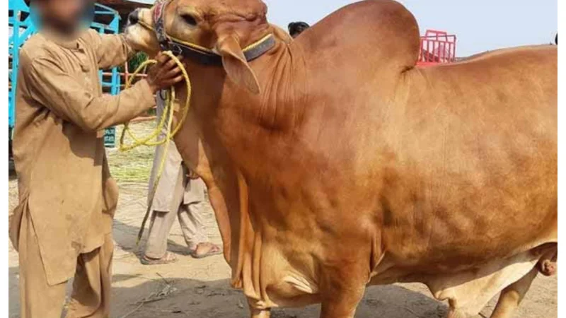 Eid ul-Adha 2024 Qurbani Videos Are Rising on Social Media!