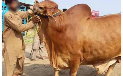 Eid ul-Adha 2024 Qurbani Videos Are Rising on Social Media!