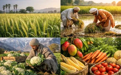 Pakistan agriculture sector expands 2.89% despite severe floods