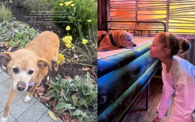 Ariana Grande goes viral with cute tribute to her pet dog