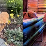 Ariana Grande goes viral with cute tribute to her pet dog