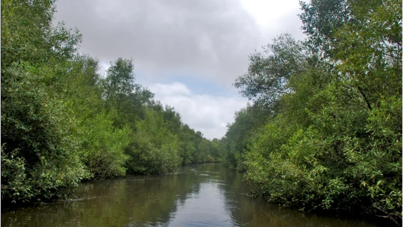 KU seminar highlights importance of presence of mangroves
