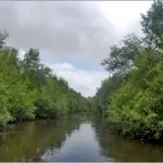 KU seminar highlights importance of presence of mangroves
