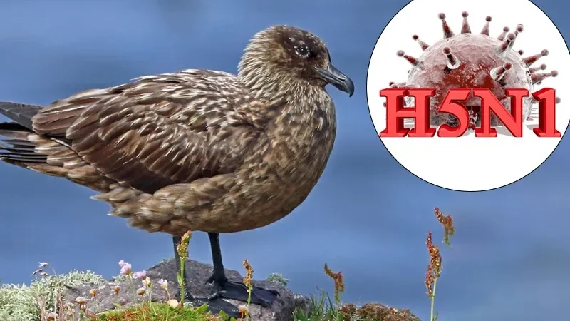 Australia bird flu