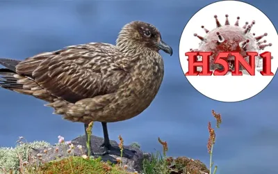 Australia reports first suspected case of deadly ‘H5N1’ bird flu variant