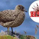Australia reports first suspected case of deadly ‘H5N1’ bird flu variant
