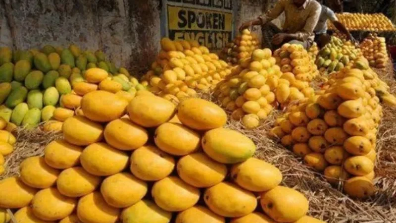 Pakistan mango
