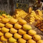 Pakistan mango exports drop as Middle East conflict hurts trade shipment