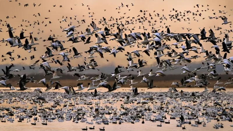 H5N1 bird flu