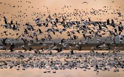 H5N1 bird flu has now spread to all 7 continents says wildlife experts