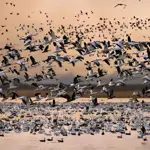 H5N1 bird flu has now spread to all 7 continents says wildlife experts