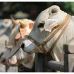 State Bank to Introduce QR Codes for Buying Qurbani Animals!