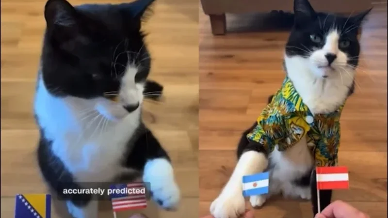 Cat with