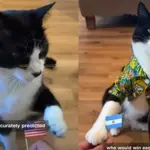 Cat with 27 correct World Cup predictions draws global attention
